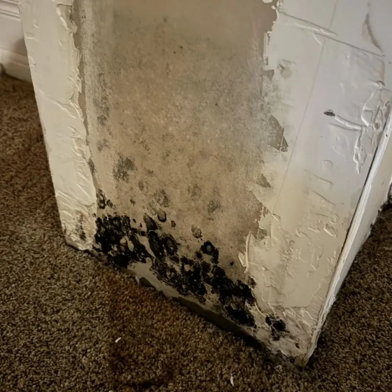 Professional Mold Removal in Fishers, IN